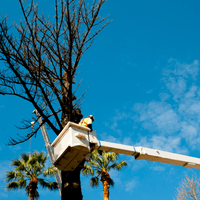 Tronçonnage d'Arbre