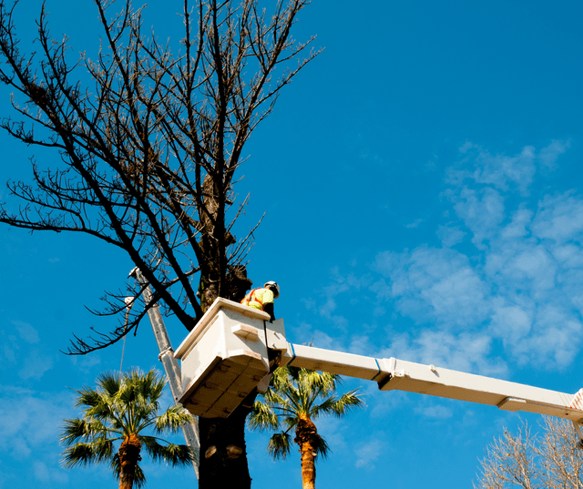 Élagage raisonné d’un arbre depuis une nacelle