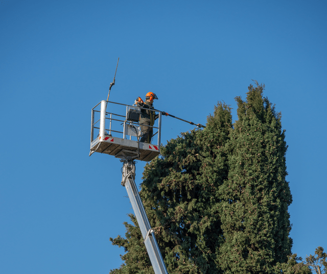 Élagueur professionnel travaillant depuis une nacelle